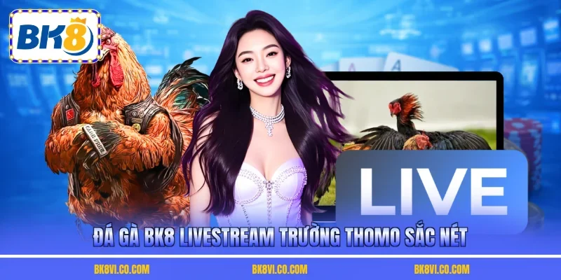 Đá gà BK8 livestream trường Thomo sắc nét
