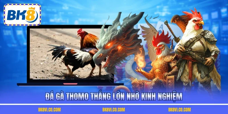 Đá gà Thomo thắng lớn nhờ kinh nghiệm